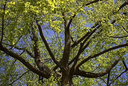strom, Koruna, zelená, listy, kmen, větev stromu, jaro
