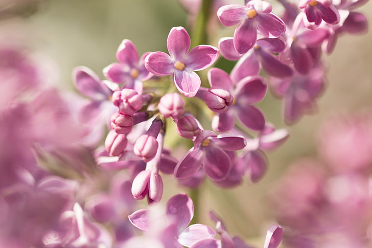 flori de liliac, liliac umbels, Syringa, primavara, gradina, violet, natura