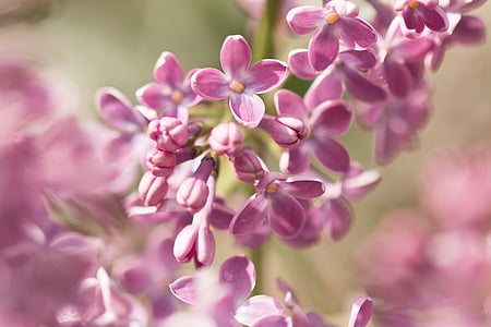 lilac flowers, lilac umbels, syringa, spring, garden, purple, nature