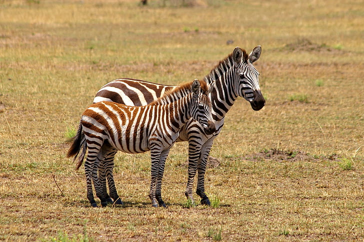 Zebra, Afrika, svart och vitt, Safari, nationalparken