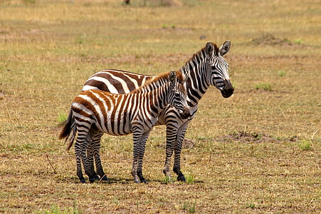 Zebra, Afryka, czarno-białe, Safari, park narodowy