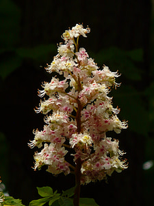 chestnut blossom, chestnut, inflorescence, blossom, bloom, tree, buckeye