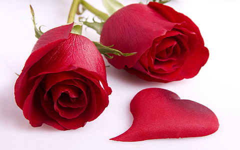 dna, hiring, resume, rose - Flower, petal, red, love