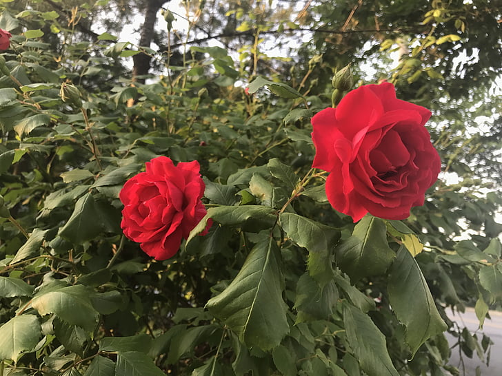 Hoa, màu đỏ, ngẫu nhiên