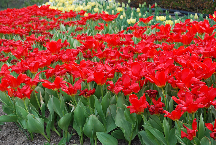 màu đỏ, mùa xuân, mùa xuân, nở hoa, thực vật, Sân vườn, Hoa
