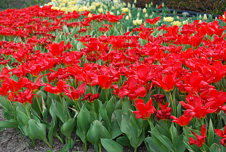 red, spring, springtime, blooming, plant, garden, floral
