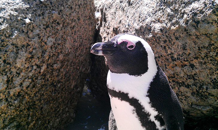 Sud-àfrica, platja de roques, pingüí, vacances, animal, ocell, zoològic