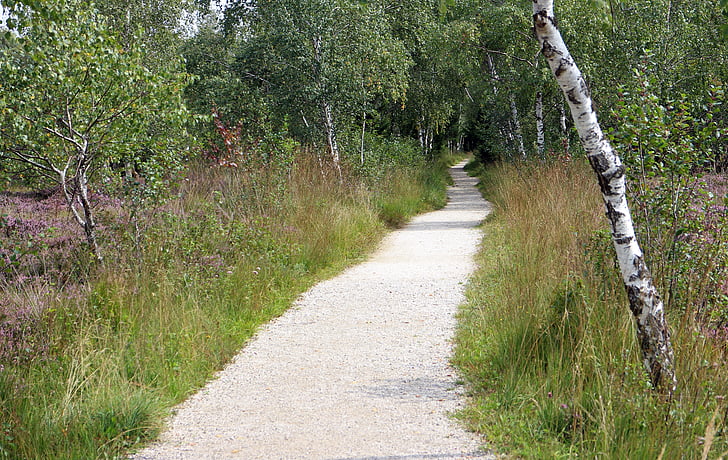 away, trail, nature, birch, promenade, nature trail, hiking