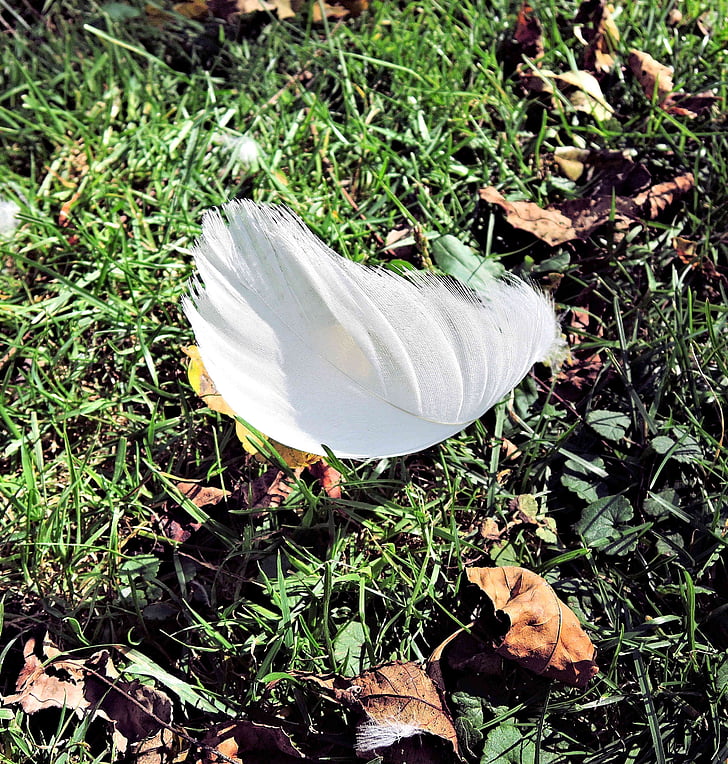 Белый Лебедь перо, Осенние листья, Канада, Природа, лист, на открытом воздухе, завод