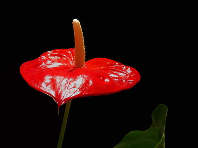 Anthurium, flor, rojo, flor, floración, flor de flamenco, macro