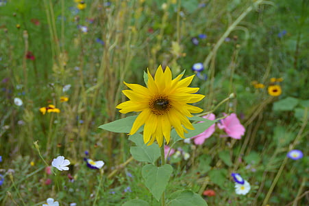 kwiat, Sun flower, ogród, kwiat, Bloom, Natura, żółty