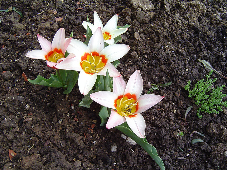Tulip, blomster, våren, anlegget, hvit, hage