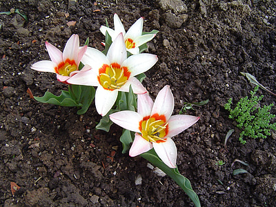 Tulipán, květiny, jaro, závod, bílá, zahrada