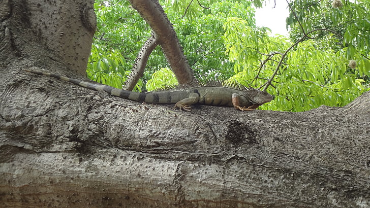 Iguana verda, arbre, natura, llangardaix, rèptil, animal, vida silvestre