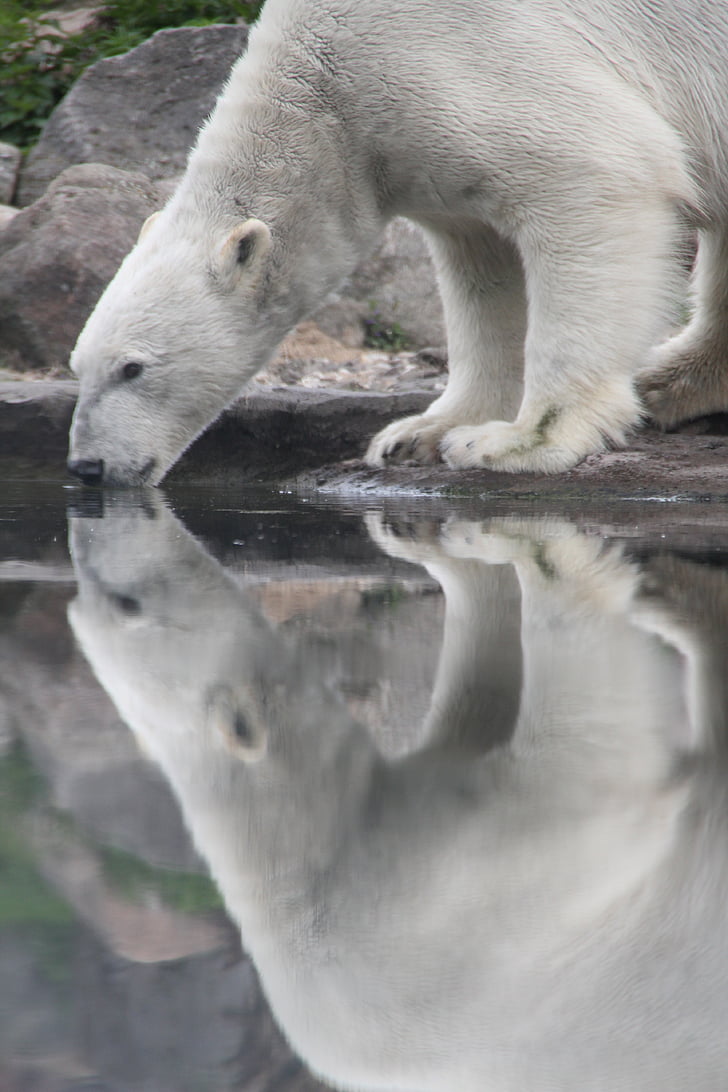 หมีขั้วโลก, สัตว์, เลี้ยงลูกด้วยนม, น้ำแข็ง floe, น้ำ, เย็น, ขั้วโลก