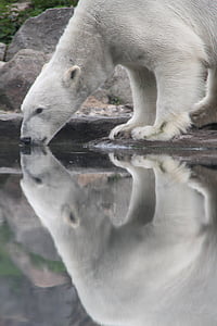 jääkaru, looma, imetaja, kriitilise, vee, külm, Polar