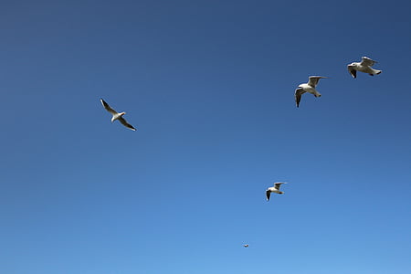 Seagull, bakgrund, blå himmel, flyg, vingar, fåglar, fauna