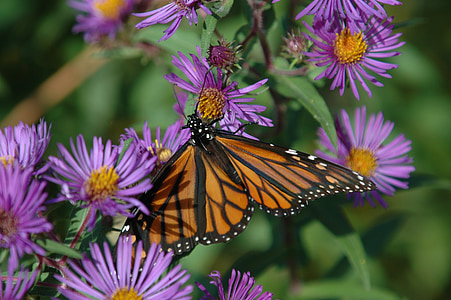 Monarch, kupu-kupu, bunga, serangga