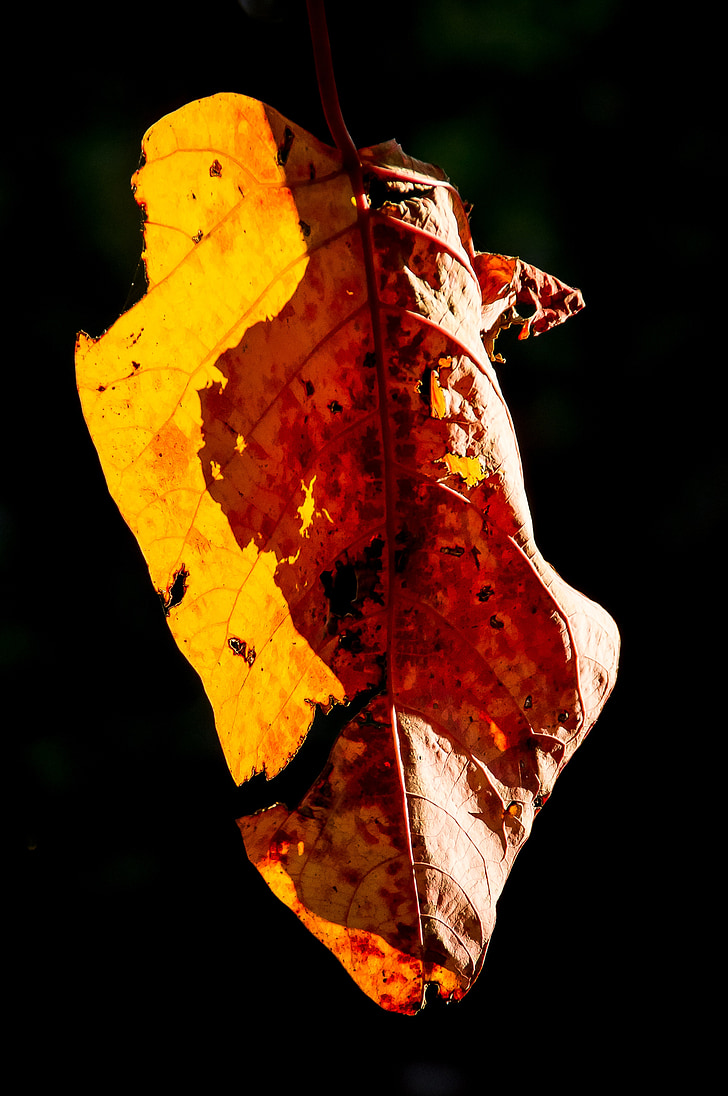 leaf, bleeding heart tree, homalanthus populifolius, sunlit, tree, orange, old