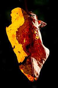 叶, 流血的心脏树, homalanthus populifolius, 阳光照射, 树, 橙色, 老