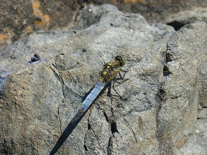 dragonfly, blue dragonfly, orthetrum cancellatum, winged insect, detail, beauty, rock