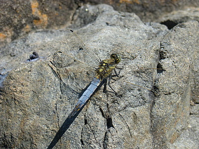 蜻蜓, 蓝蜻蜓, orthetrum cancellatum, 有翅膀的昆虫, 详细, 美, 岩石