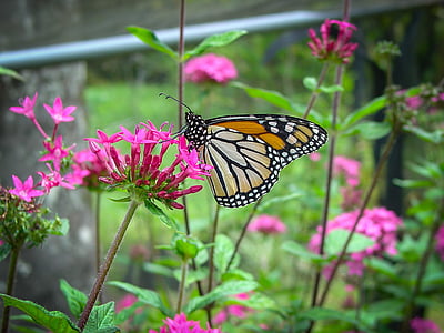 бабочка, цветок, Монарх, Природа