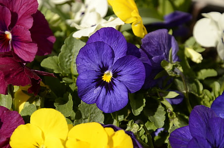 Stedmoderblomst, forår, Violet, lilla