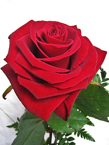 Baccara rose, die Blume der Liebe, stieg, Blütenblätter, Symbol der Liebe, zum Valentinstag, Hochzeitstag
