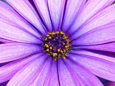 Daisy, lila, detalj, förgrunden, blomma