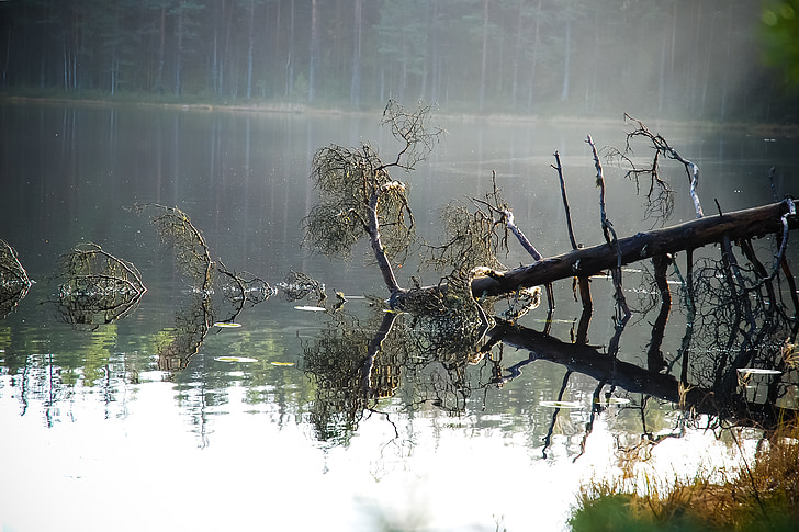 nature, forest, pond, finnish, tree, pine, storm