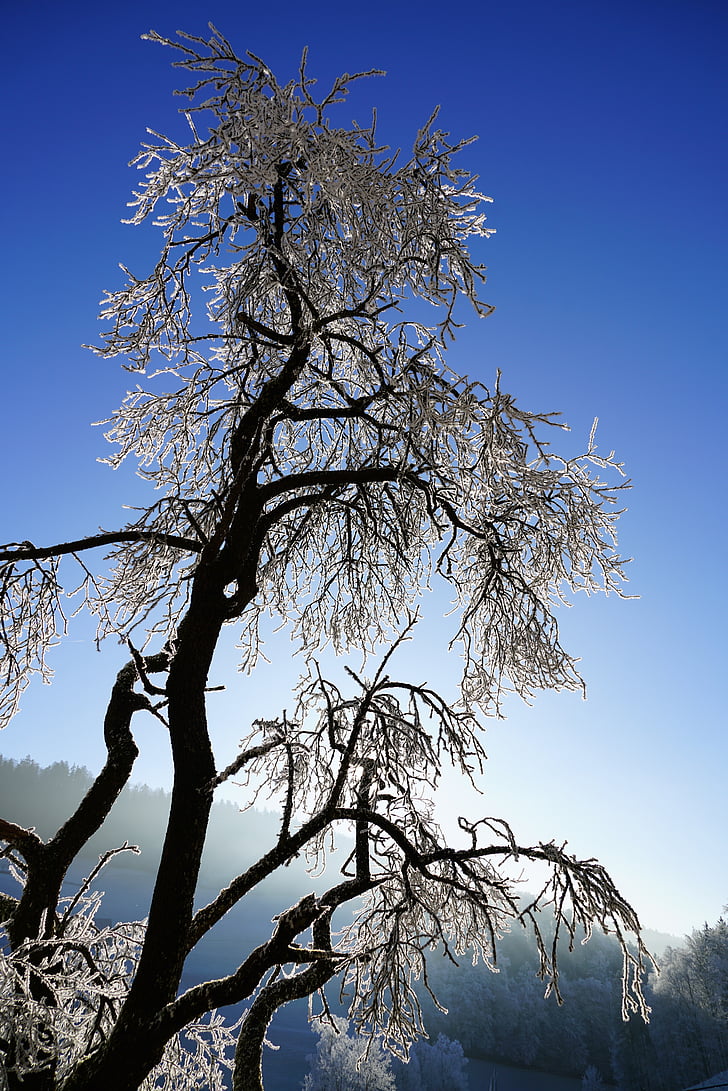 arbre, gelée blanche, hiver, glacé, neige, froide, hivernal