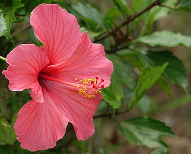 hibiscus, fuso, china roses, flower, petal, flower head, plant