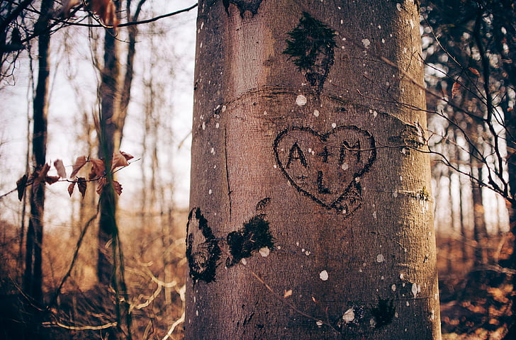 cor, l'amor, arbre, embarcar-se, boscos, bosc, parella