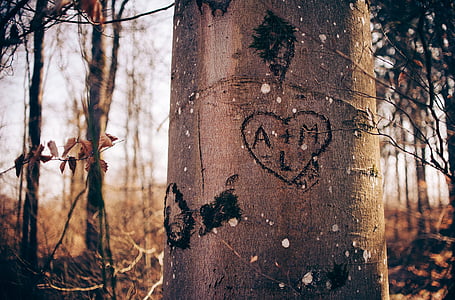 heart, love, tree, embark, woods, forest, couple
