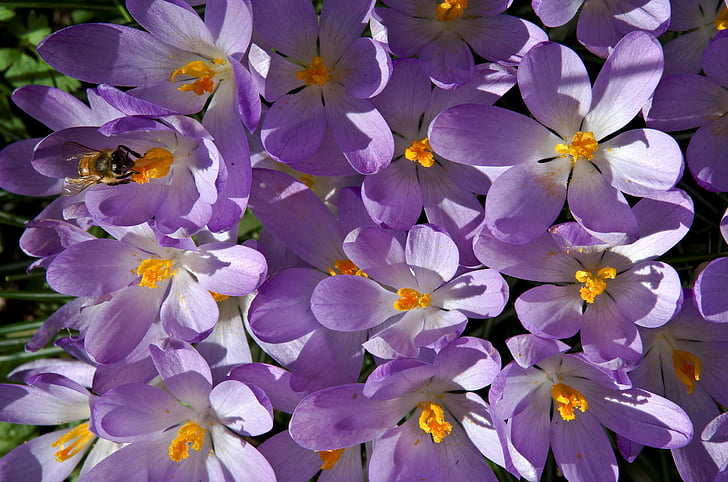 Crocus, púrpura, primavera, flor, floración, flor de primavera, abeja