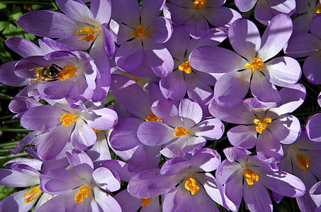 Crocus, Purple, printemps, Blossom, Bloom, fleur de printemps, abeille