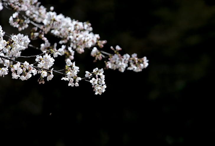 cherry flowers, white flowers, nature, springtime, flower, tree, branch