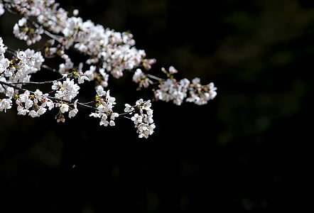 cherry flowers, white flowers, nature, springtime, flower, tree, branch