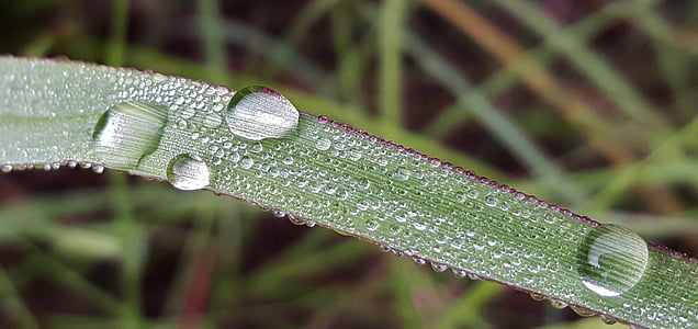 grass, blade of grass, dew, morning dew, wet, water, droplets