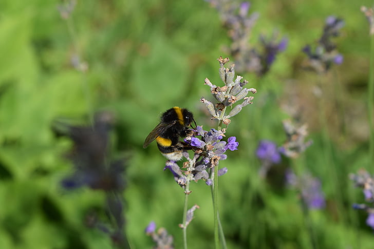 bumblebee, lavender, purple, nature, insect