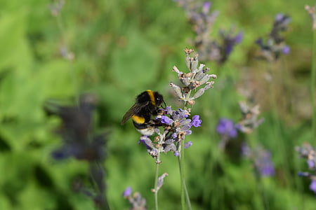 μέλισσα, Λεβάντα, μωβ, φύση, έντομο