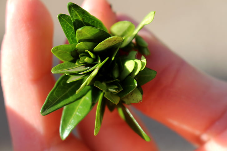 bud, flower, finger, plant, macro, leaves, green