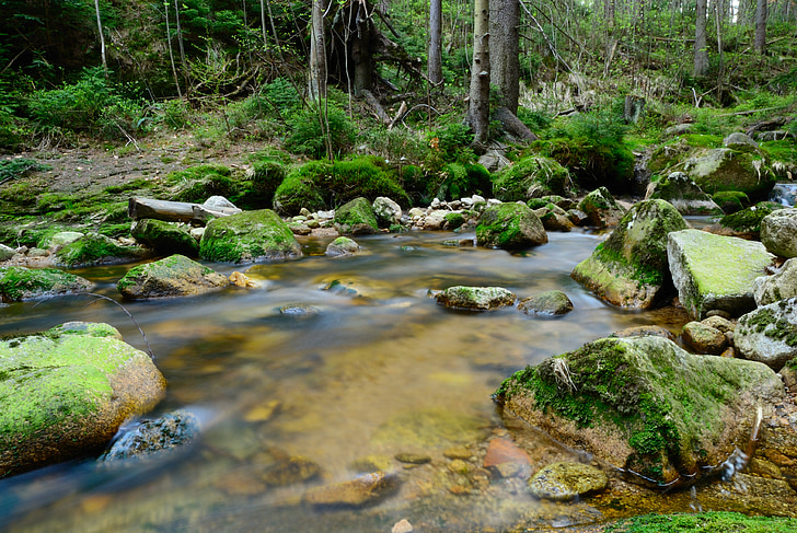 brook, forest, tree, the brook, landscape, nature, stream