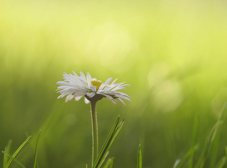Daisy, padang rumput, bunga, musim semi, bunga Padang rumput, putih, alam