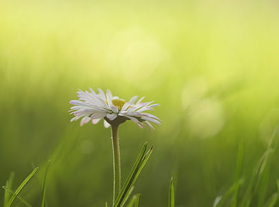 Daisy, niitty, kukat, kevään, kukka niitty, valkoinen, Luonto