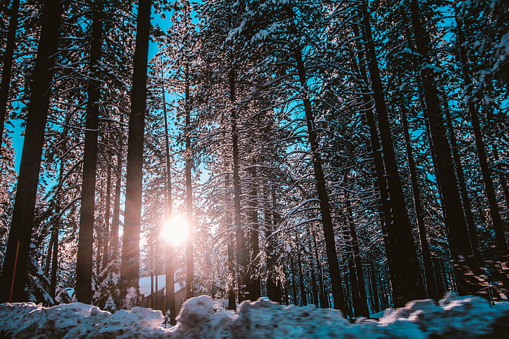 Direction générale de la, brillant, froide, lumière du jour, Forest, gel, Frosty