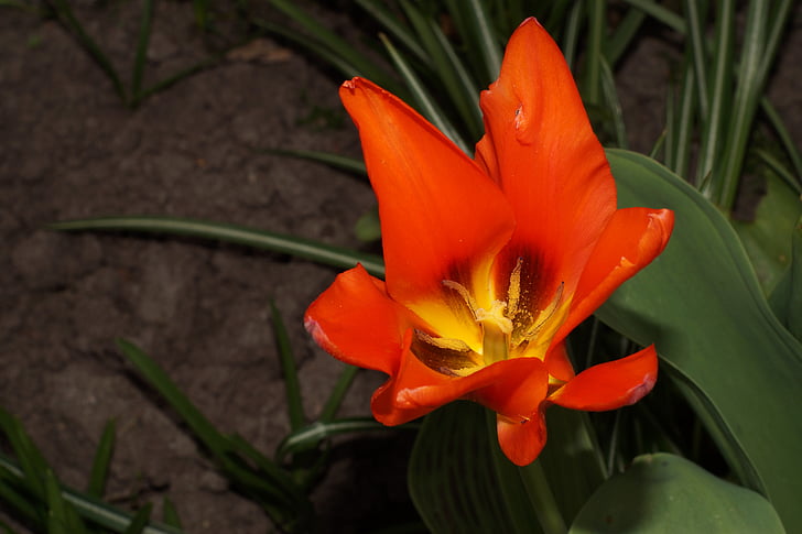 Tulipa, flor, flor, florit, primavera, natura, vermell