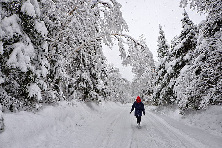 vinterlandskab, træer, sne, kontrast, hvid, snedækket landskab, natur