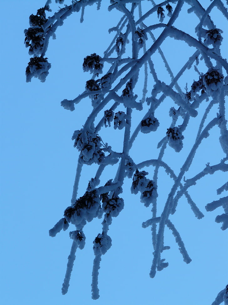 tree, branches, aesthetic, hoarfrost, iced, ice, winter